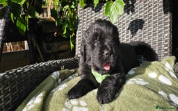 Newfoundland dogs for sale: Outstanding Newfoundland babies  - Image 7