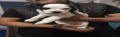 Cockapoo 2