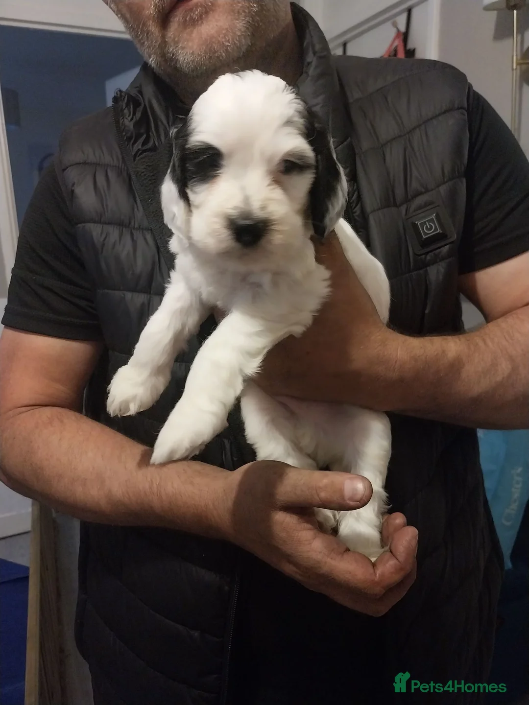 Cockapoo dogs for sale: F1b cockapoo puppies  - Advert 2