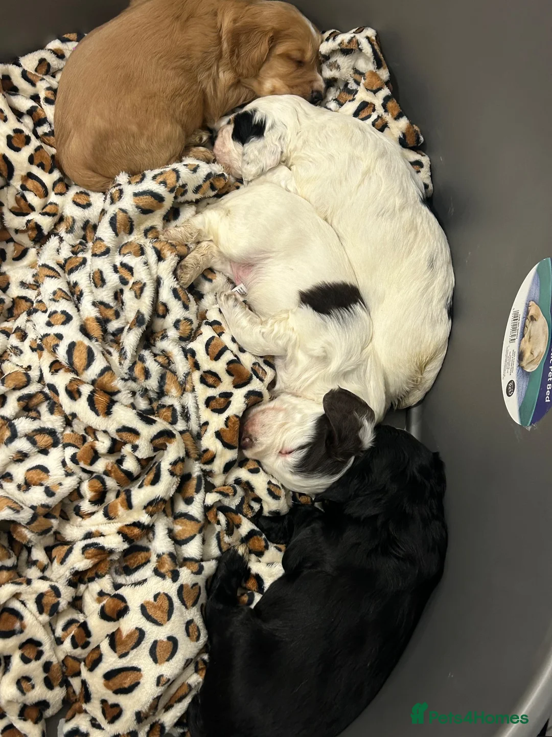 Cocker Spaniel dogs for sale: 4 beautiful boys - Advert 2