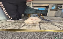 Pomeranian dogs for sale: Pomeranian stunning puppies  - Image 3