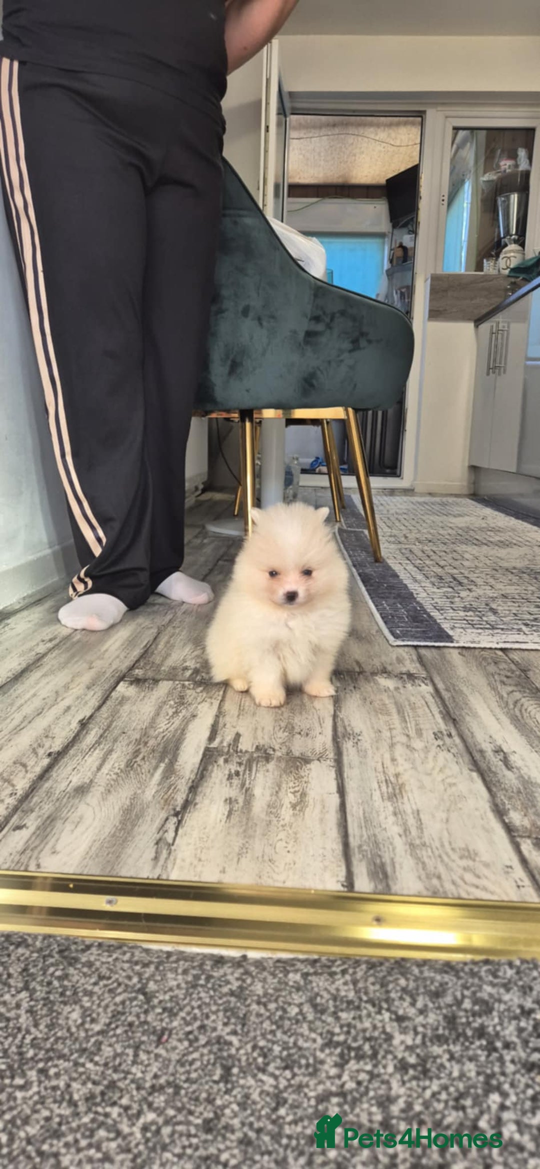 Pomeranian dogs for sale: Pomeranian stunning puppies  - Image 3