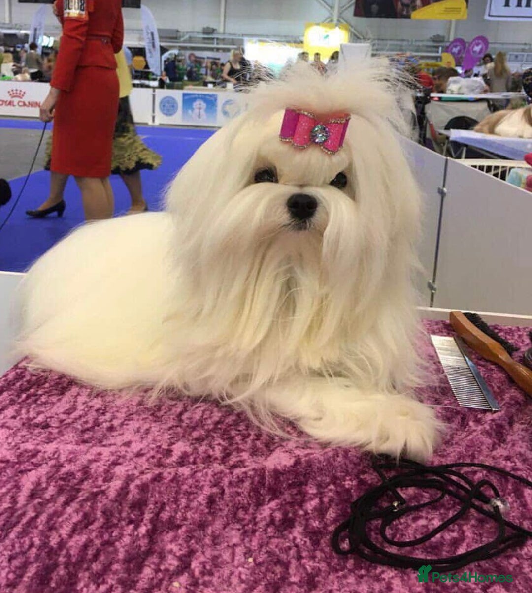 Maltipoo dogs for sale: A beautiful mini Korean Maltipoo - Advert 4