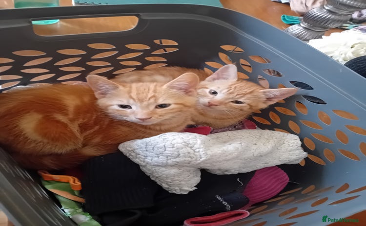 Mixed Breed cats - Advert 11