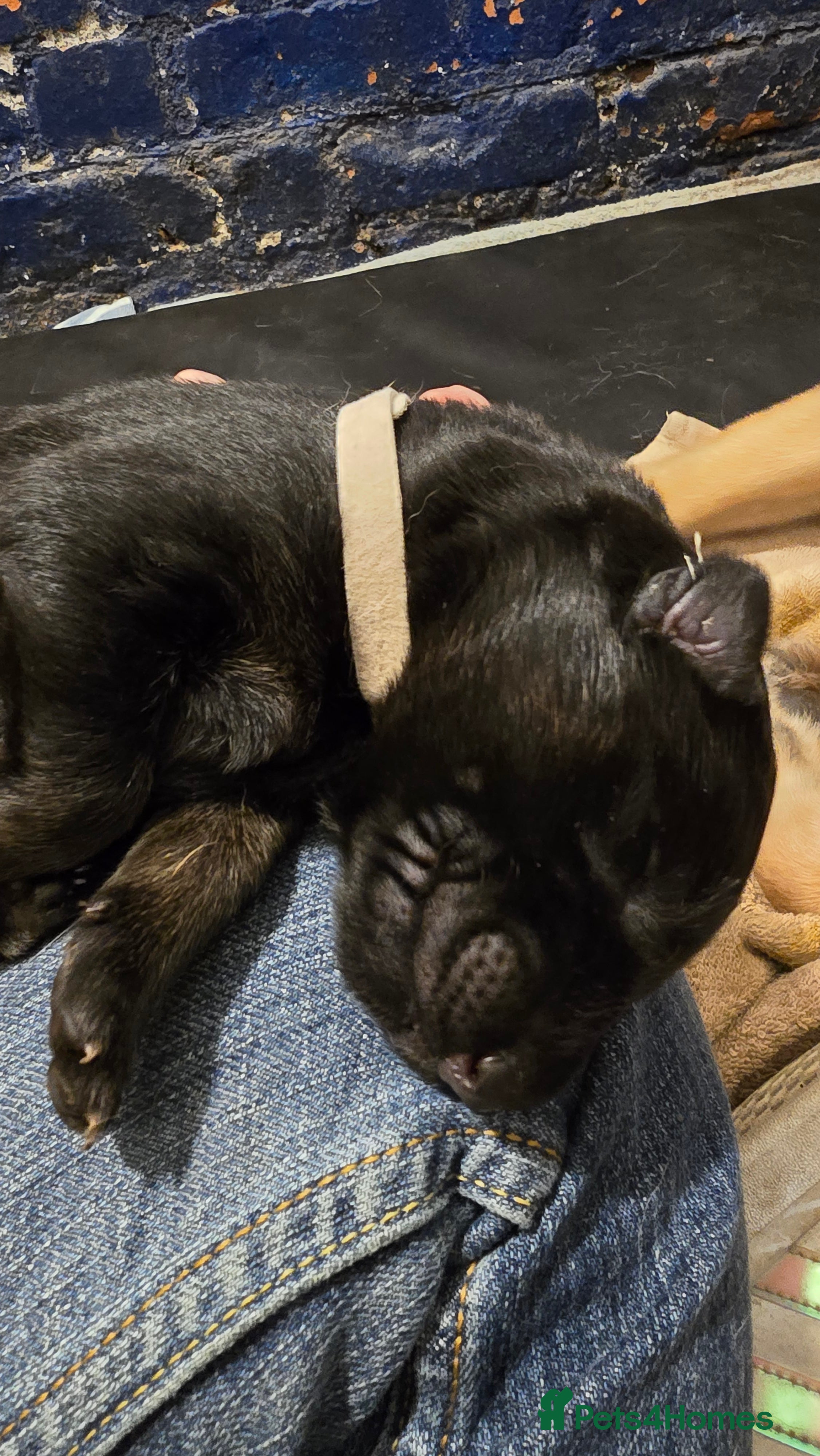 German Shepherd dogs German Shepherd Pups - just born 18.03 - Advert 2