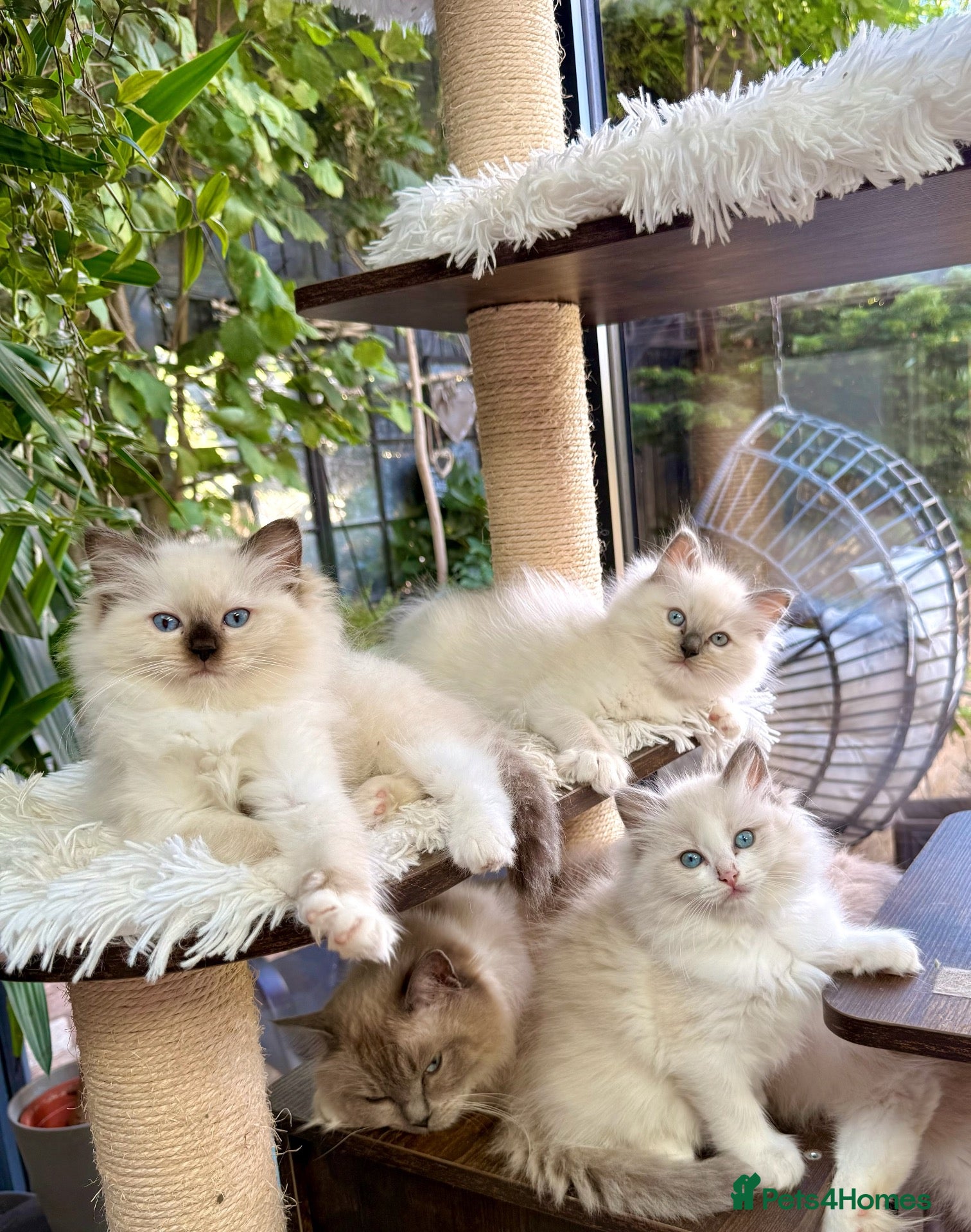 Ragdoll cats 🏆Sired by Imperial Grand Champion TICA REGISTERED - Advert 2