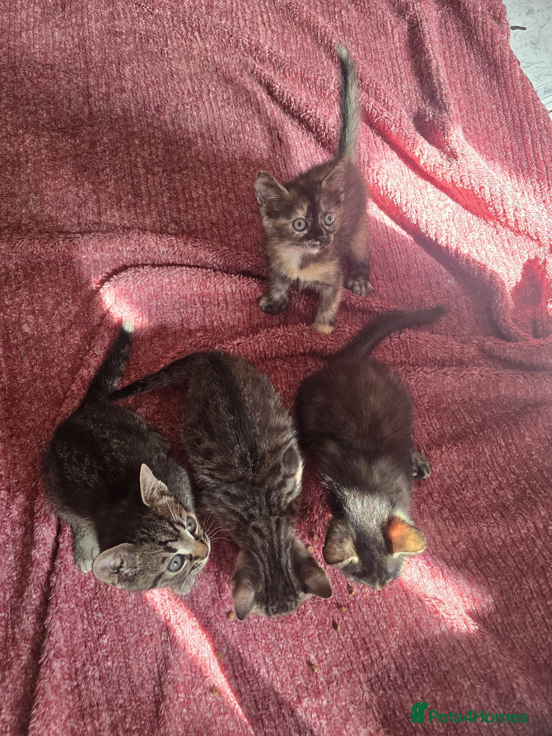 Mixed Breed cats for sale: Beautiful kittens  - Image 15
