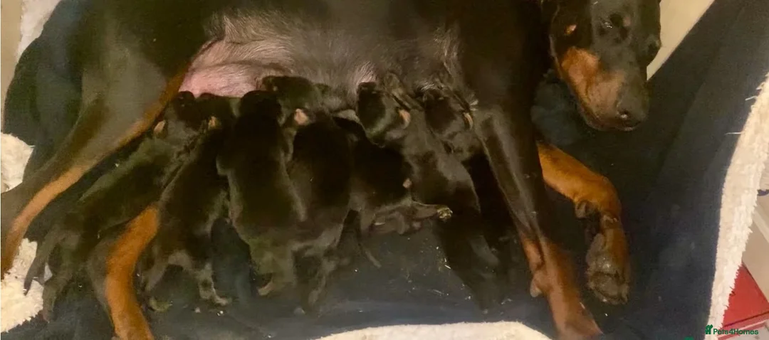 Dobermann dogs for sale: Doberman  - Advert 15