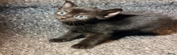Mixed Breed cats for sale: 5 Mixed Coloured Kittens Available! - Advert 17