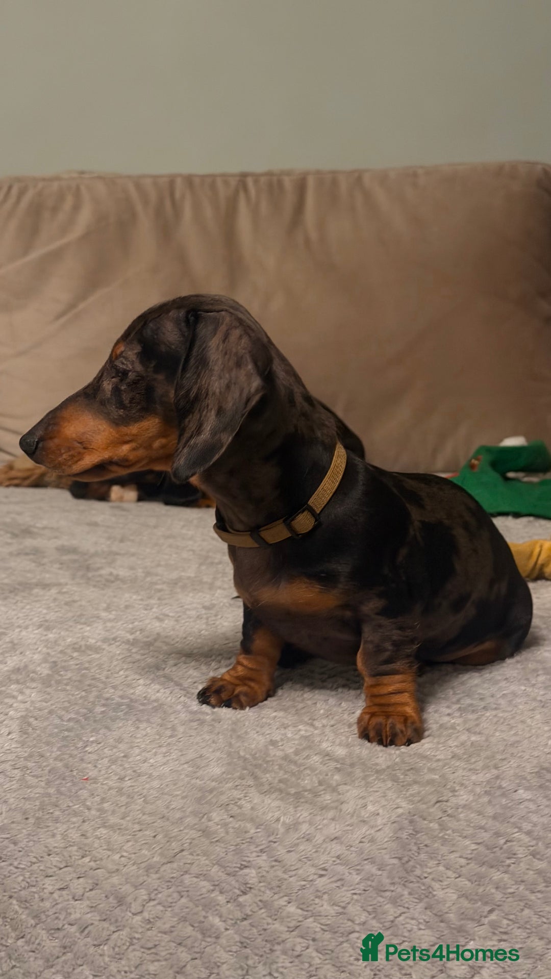 Miniature Dachshund dogs for sale: Gorgeous KC PRA CLR Miniature dachshund girl - Advert 3