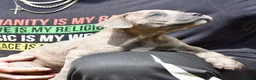 Mixed Breed dogs for sale: Silver Grey Male Cane Corso / Bulmastiff PuppY - Advert 6