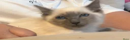 Ragdoll cats for sale: Ragdoll kittens toilet trained flead and wormed  - Advert 11
