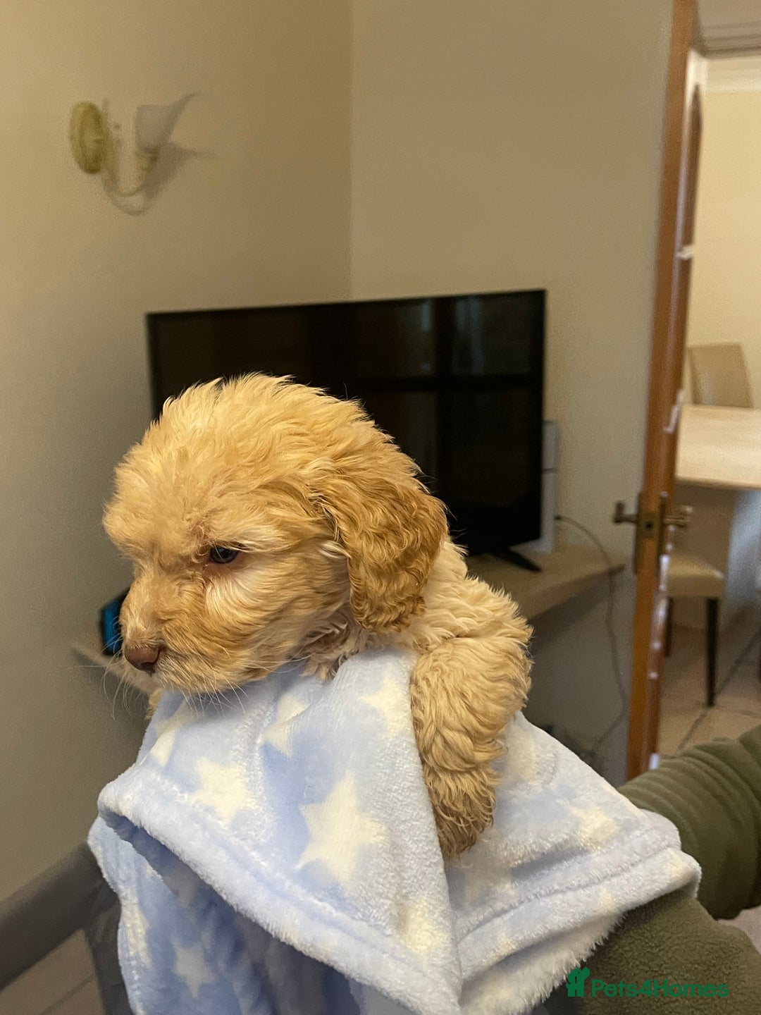 Cockapoo dogs for sale: 🐾 Beautiful Cockapoo Puppies for Sale 🐾 - Advert 28