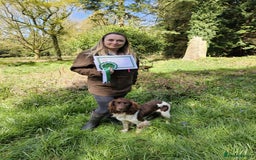 English Springer Spaniel dogs for stud: Working Springer for stud in Wareham - Image 5