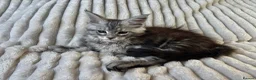 Maine Coon cats for sale: XXL Maine Coons Kittens Champion Sired  - Advert 10