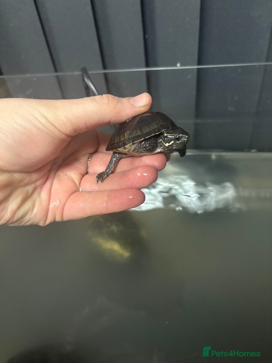 Turtle reptiles for sale: Musk Turtles and tank - Advert 2