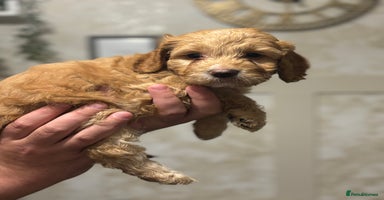 Cockapoo dogs - Advert 13