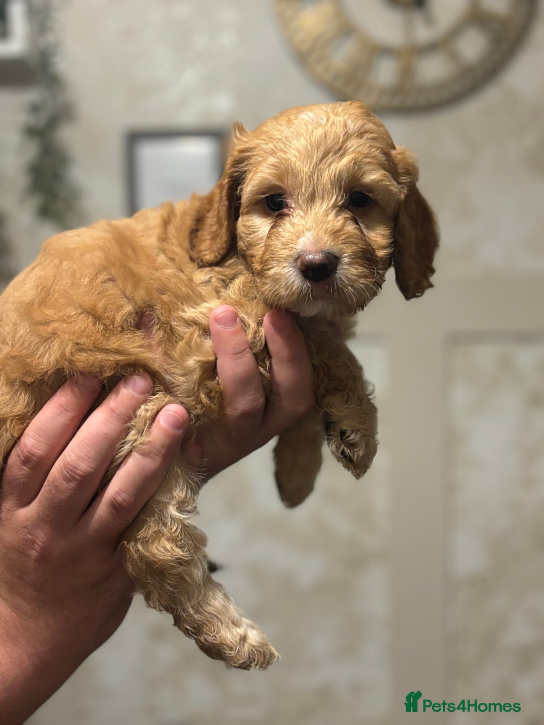 Cockapoo dogs for sale: OUTSTANDING F1B COCKAPOOS ❤️READY NOW 🏠 - Image 2