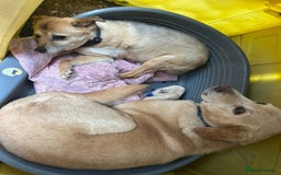 Labrador Retriever dogs for adoption: Rupert - Norwich Norfolk  - Image 10