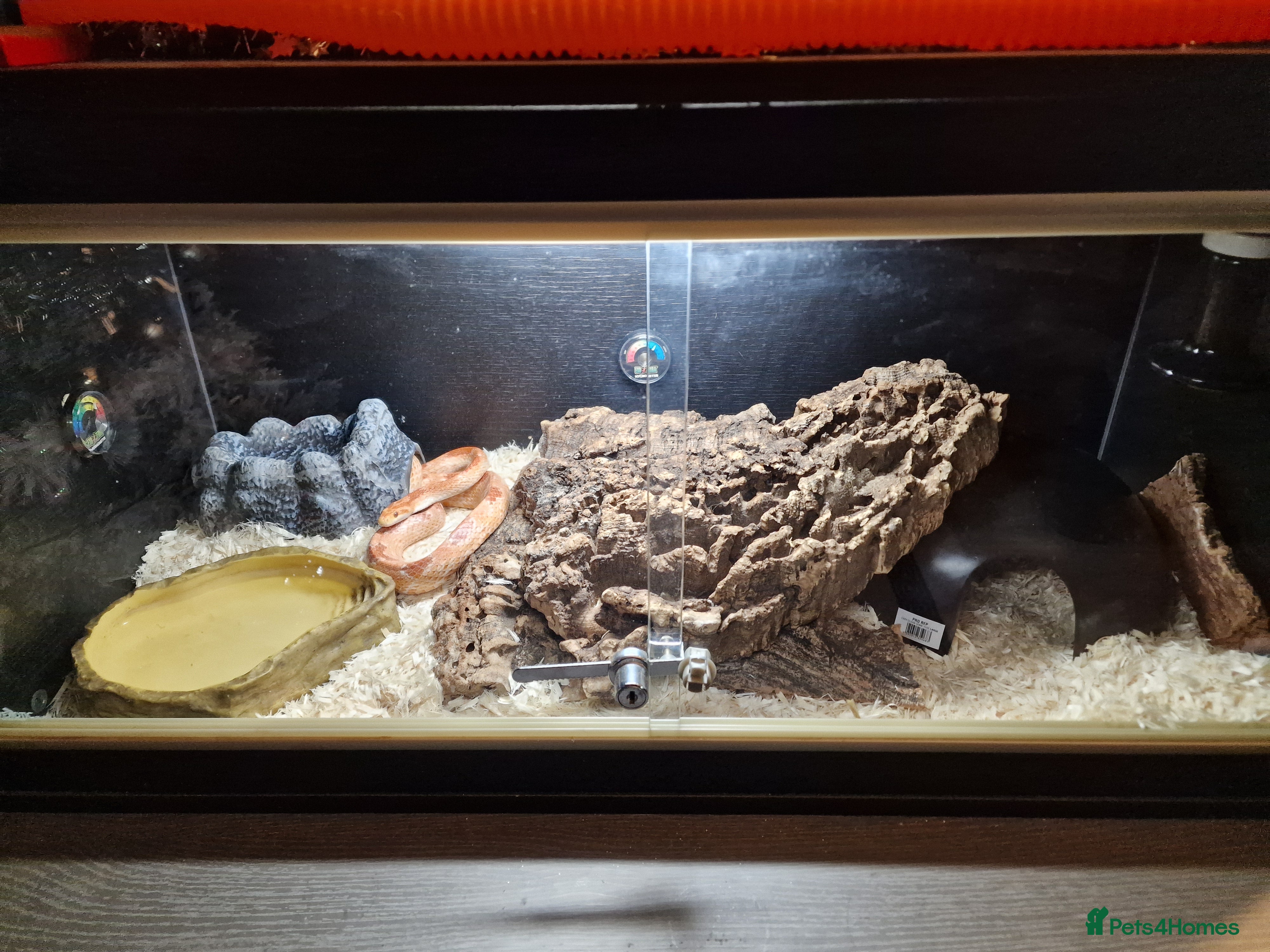 Corn Snake reptiles Corn snake with full set up  - Advert 2