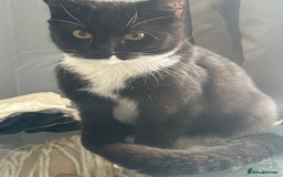 American Shorthair cats for sale: Kittens and young cats for sale  - Image 1