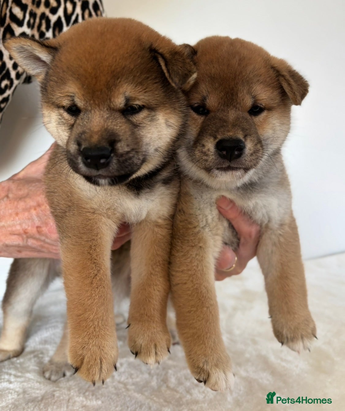 Japanese Shiba Inu dogs Japanese Shiba Inu puppies  - Advert 4