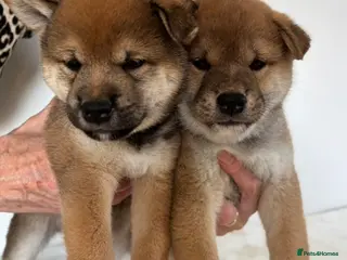 Japanese Shiba Inu dogs Japanese Shiba Inu puppies - Advert 4