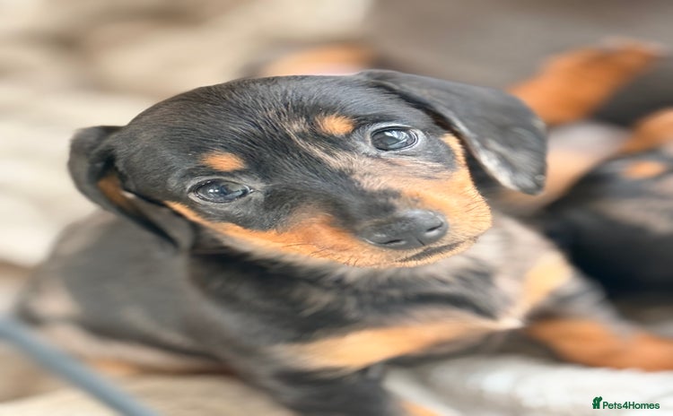 Dachshund dogs Beautiful mini dachshunds puppies  - Advert 7