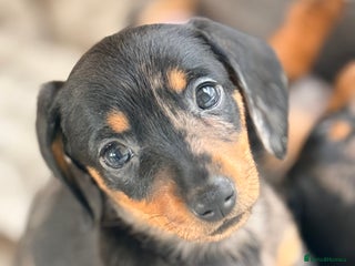 Dachshund dogs Beautiful mini dachshunds puppies - Advert 3