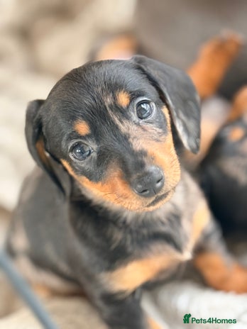 Dachshund dogs Beautiful mini dachshunds puppies - Advert 7