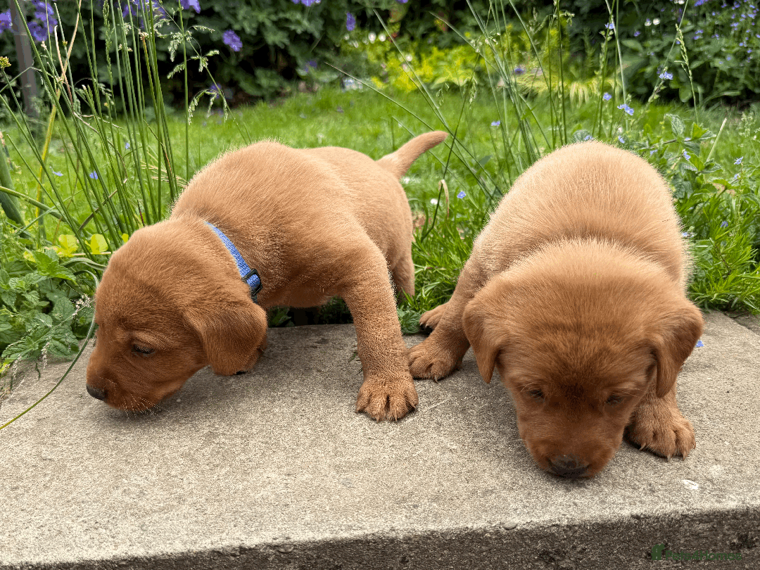Labrador Retriever dogs for sale: Fox-red boys, pedigree, fully health-tested in Buxton - Image 12