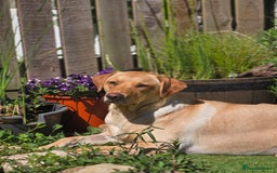 Labrador Retriever dogs for sale: Nova our bouncy young lady - Image 1