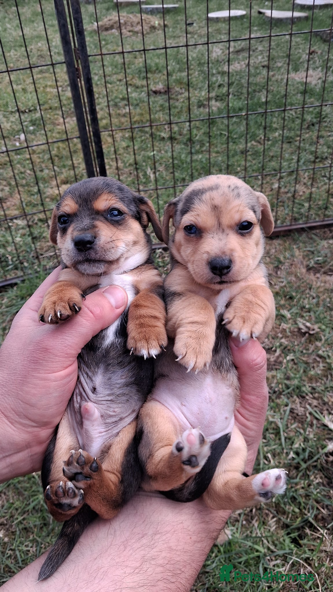 Jack Russell dogs Striking Jack Russell pups - Advert 4