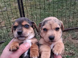 Jack Russell dogs Striking Jack Russell pups - Advert 4