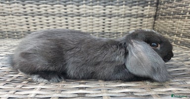 Mini Lop rabbits - Advert 14