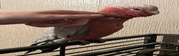 Parakeets birds for sale: Galah cockatoo  - Advert 8