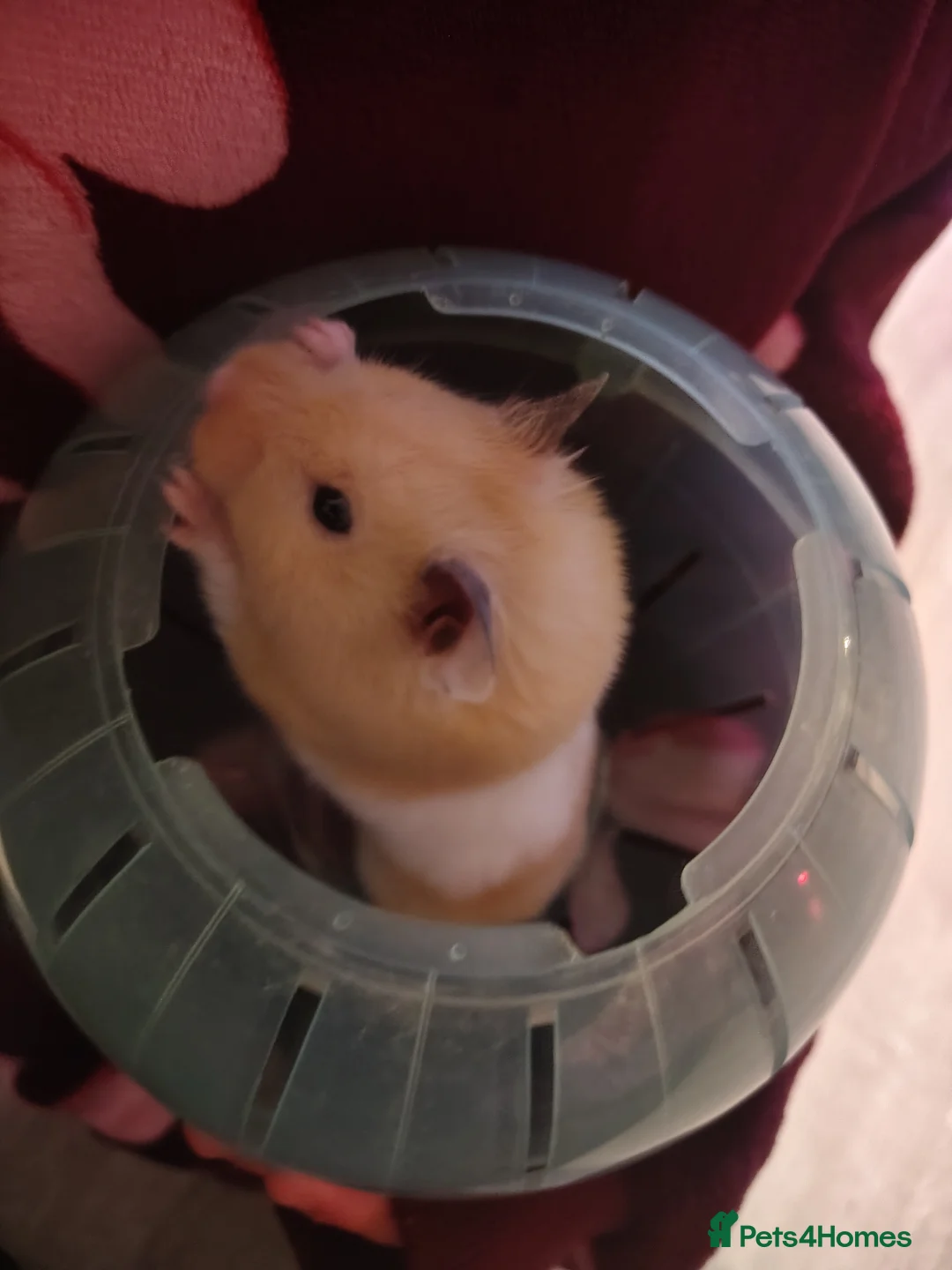 Hamster rodents for sale: Hamster for adoption  in Halesowen - Advert 1