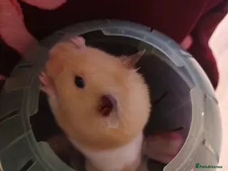 Hamster rodents Hamster for adoption - Advert 4