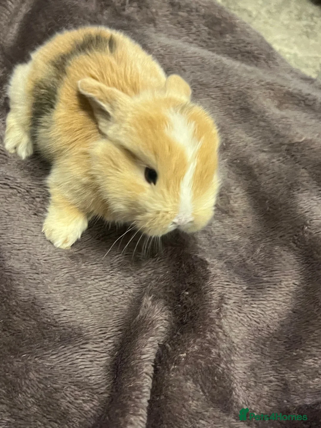 Mini Lop rabbits for sale: 4 weeks old Pure Bred Mini Lops Bunnies For Sale - Advert 2