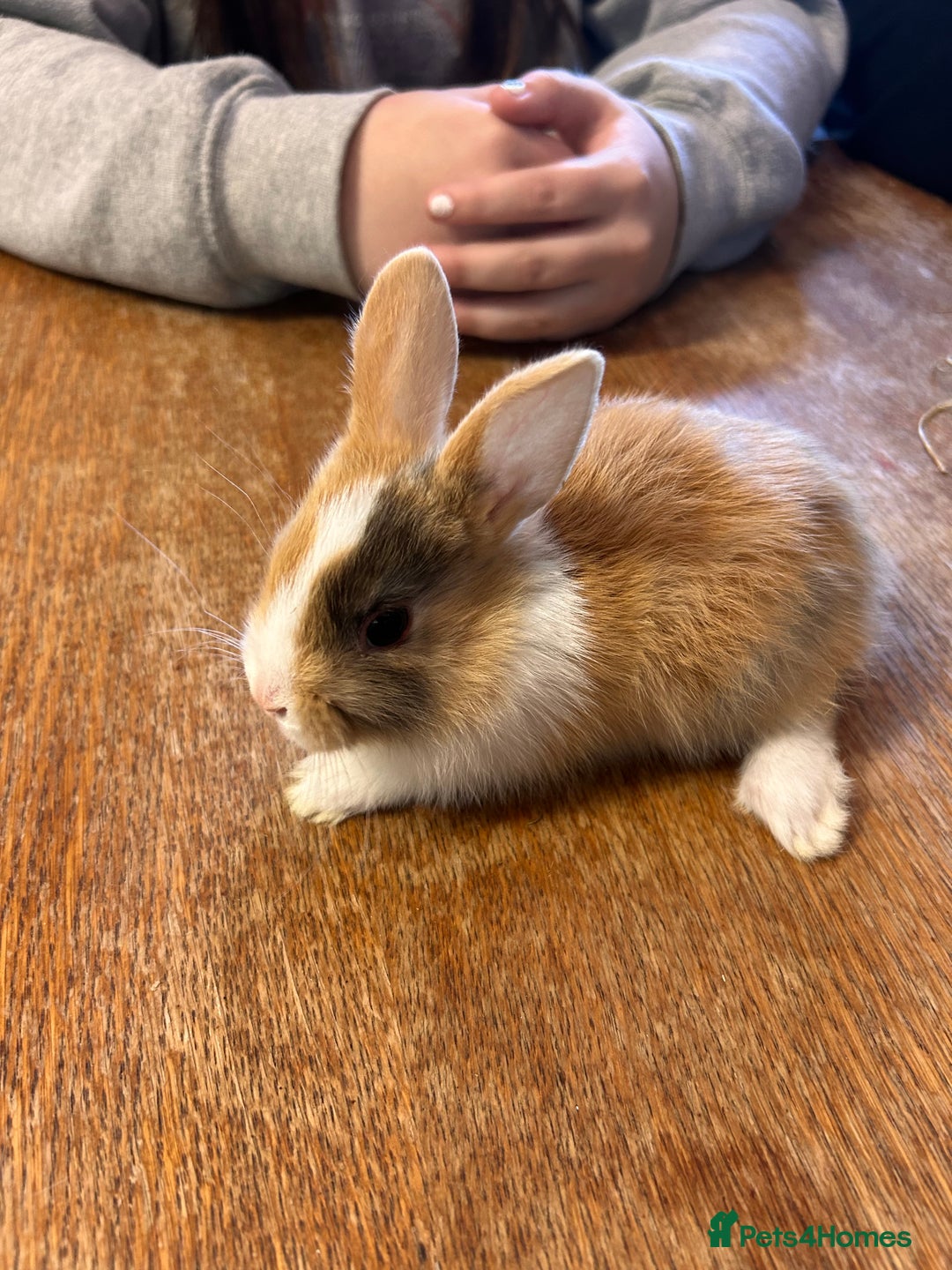 Netherland Dwarf rabbits for sale: Baby bunnies - Image 6