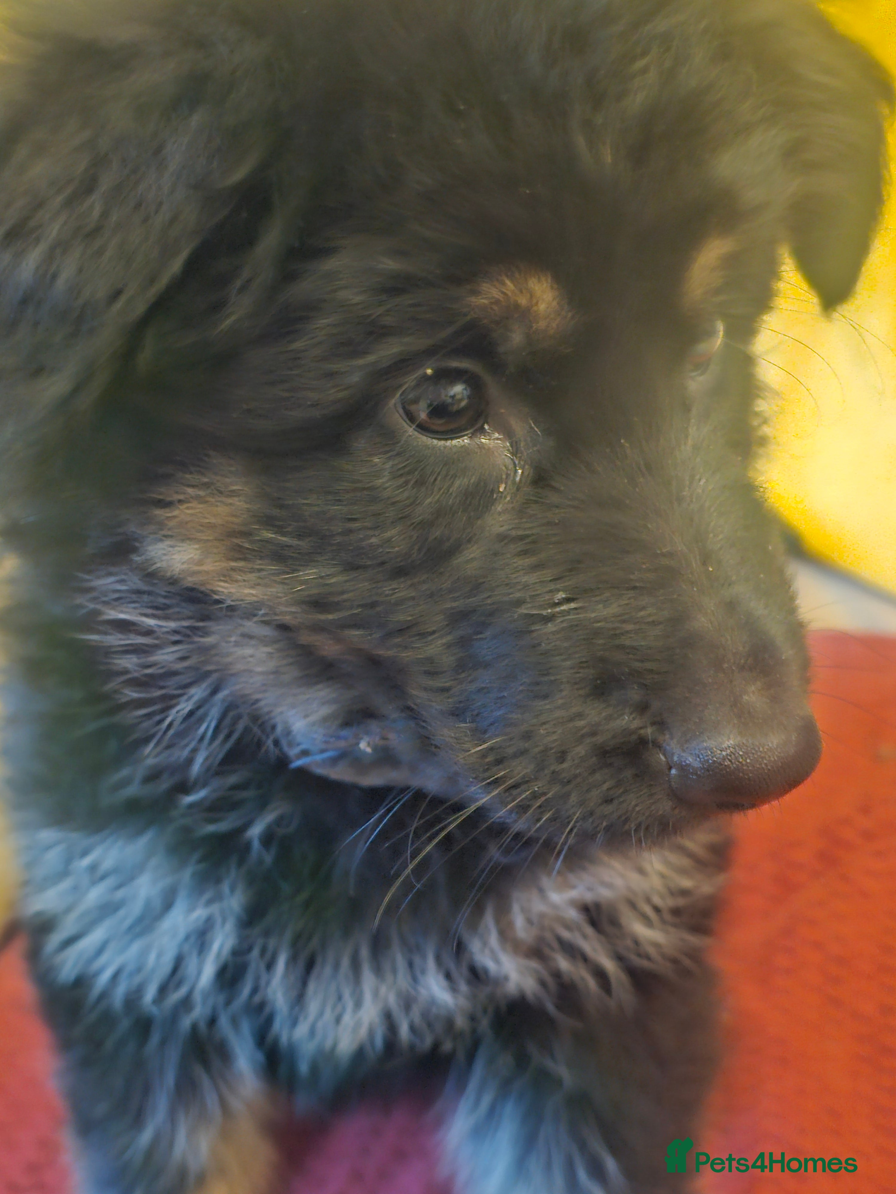 German Shepherd dogs Long haired German Sheperd dog puppy. - Advert 10