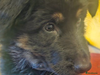 German Shepherd dogs Long haired German Sheperd dog puppy. - Advert 6