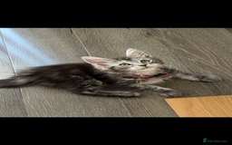 Maine Coon cats for sale: Russian XL Maine coon GIRL still looking HOME! ❤️ in Preston - Image 7