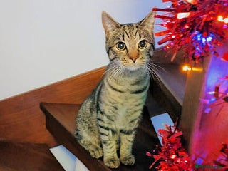 Mixed Breed cats SIMBA - Advert 2