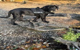 Cane Corso dogs for sale: 🖤Black Cane Corso Puppy 🐾Kobe🐾Male🖤 - Image 2