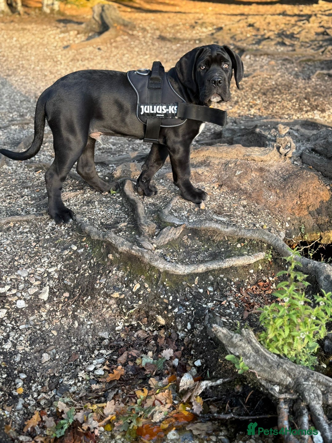 Cane Corso dogs for sale: 🖤Black Cane Corso Puppy 🐾Kobe🐾Male🖤 - Image 2