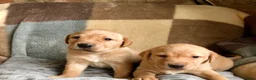 Labrador Retriever dogs for sale: Gorgeous KG registered Labrador  - Advert 2