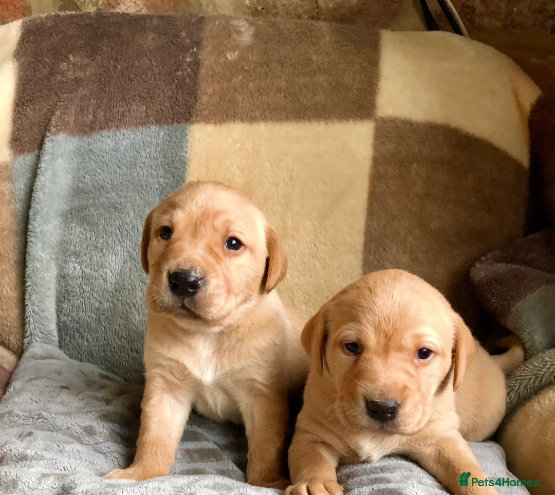 Labrador Retriever dogs for sale: Gorgeous KG registered Labrador  - Advert 2