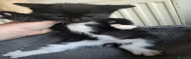 Mixed Breed Kitten 3