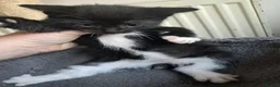 Mixed Breed cats for sale: Beautiful Kittens Ready For Their New Homes - Advert 4